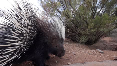 african-porcupine-spreads-quills-to-fend-off-camera-too-close-slomo