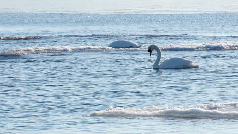 El-Cisne-Mudo-Blanco-Monocromo-De-Invierno-Se-Inclina,-Se-Alimenta-En-Agua-Helada