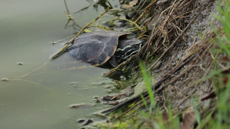 Mekong-Snail-eating-Turtle-Sleeping-With-Half-Of-Its-Body-Submerged-In-Water