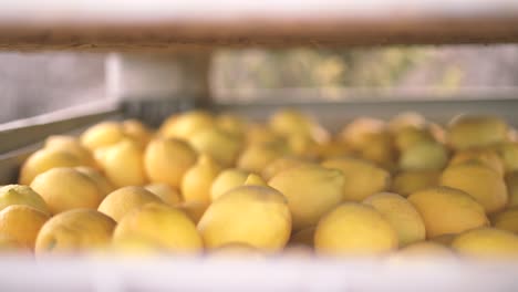 Picking-lemons-from-citrus-trees-and-farm-workers-throwing-them-from-carry-cot-into-boxes,-selecting-the-best-ones-by-hands