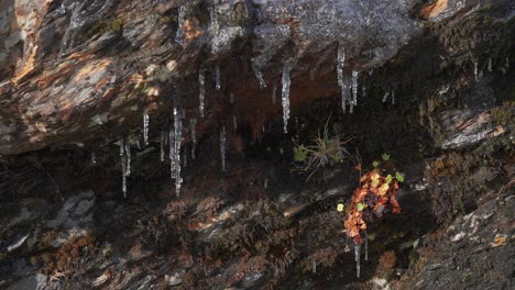 Carámbanos-Cuelgan-De-Las-Oscuras-Rocas-Marchitas