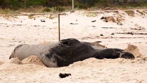 Molting-Southern-Elephant-Seal-naps-on-its-side-on-sandy-Onrus-beach,-Overstrand