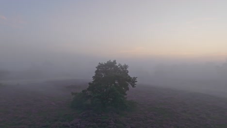 Aerial-view-of-wild-heather-in-countryside-during-foggy-morning,-Netherlands