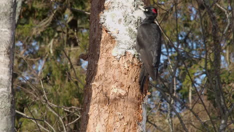 Black-Woodpecker-bird-circles-trunk-of-mature-Birch-tree-in-forest