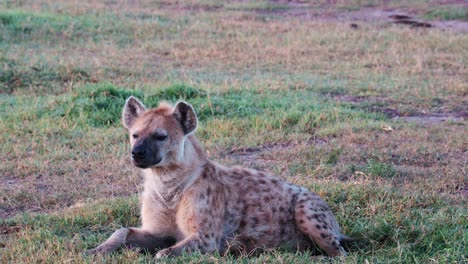 Hiena-Se-Acostó-En-El-Suelo-En-Ol-Pejeta-Conservancy,-Kenia