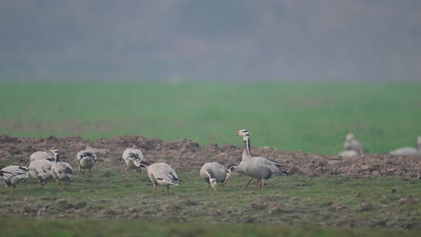 Pelea-De-Gansos-Con-Cabeza-De-Barra-En-Campos-De-Trigo