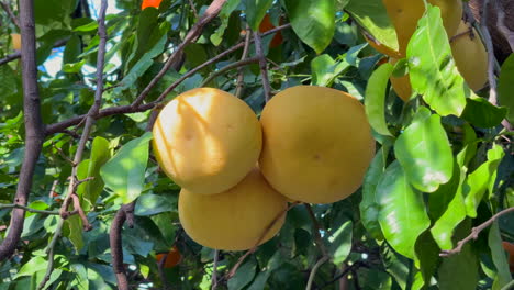 Citrus-Maxima-O-Pamplemusa-Colgando-Del-árbol-En-El-Jardín