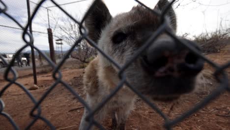 Hyäne-Schnüffelt-Mit-Kamera-Durch-Den-Zaun-Eines-Wildschutzgebietes