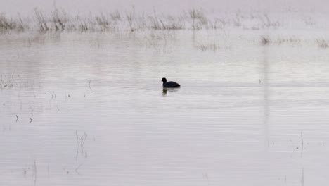 Water-bird-on-calm-floodplain-waters,-waterbirds-enjoying-the-wet-winter-landscape-in-the-UK