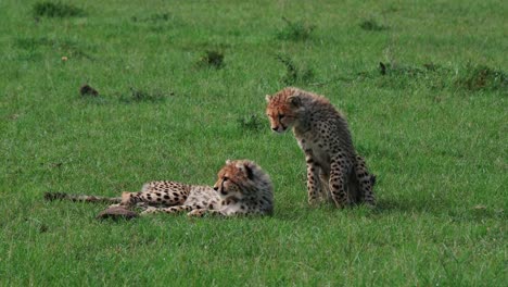 Zwei-Gepardenjunge-Spielen-Und-Kämpfen-Im-Grünen-Gras-In-Der-Masai-Mara,-Kenia