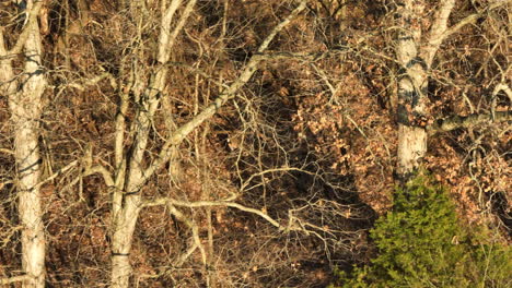 Sonniger-Wald-Mit-Herumstreunenden-Weißwedelhirschen-In-Der-Nähe-Des-Swepco-Lake,-Arkansas,-USA