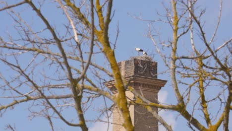 Störche-In-Einem-Nest-Auf-Einem-Schornstein