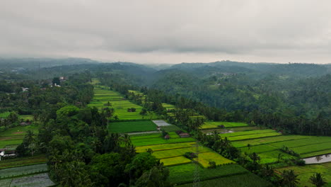 Rice-fields-surrounded-by-lush-forest-on-cloudy-day,-Indonesia