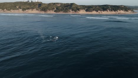 Aerial-shot-of-a-pod-of-humpback-whales-breaching-the-surface-at-Mozambique