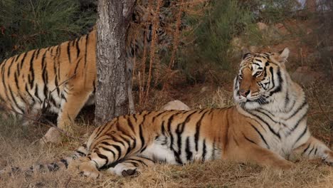Bengalische-Tiger-Entspannen-Sich,-Einer-Steht-Auf-Und-Geht-Weg,-Zeitlupe