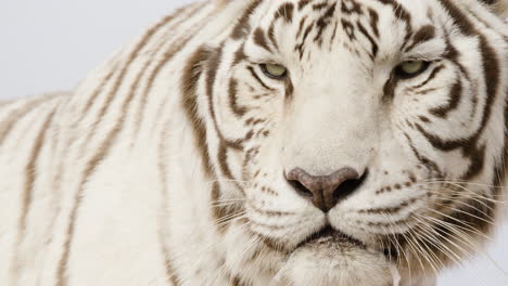 Extreme-close-up-of-a-White-tiger