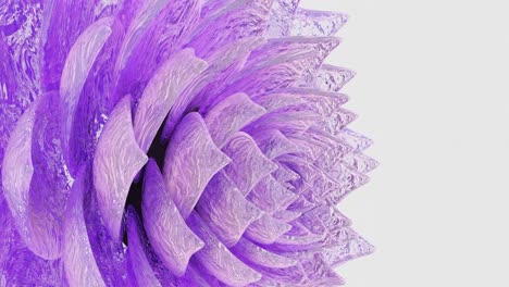 Glistening-Purple-Bloom-white-background
