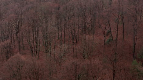 Herbstliche-Wandteppiche-Im-Sauerländer-Wald-Buchenwald