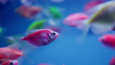 Glofish-Fluoreszierend-Gefärbte-Genetisch-Veränderte-Aquarienfische,-Nahaufnahme