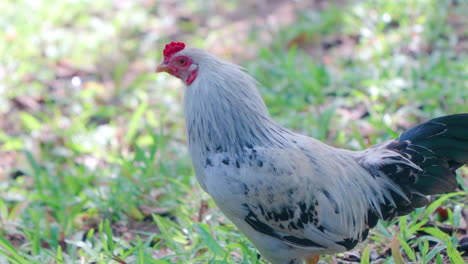 Weiß-Und-Schwarz-Gefieder-Hahn-Nahaufnahme-Profil