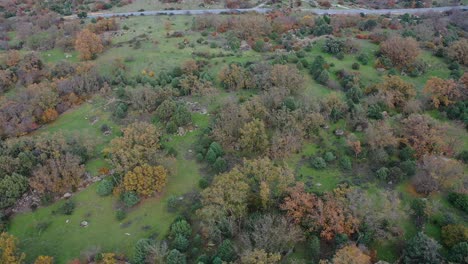 lateral-flight-with-a-drone-in-a-field-with-a-variety-of-trees-in-autumn-with-its-diversity-of-yellow,-red,-brown-colors-on-a-green-ground-and-a-road-with-cars-circulating-in-Avila-Spain