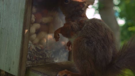 Nahaufnahme-Eines-Pelzigen-Eichhörnchens,-Das-Auf-Der-Terrasse-Eines-Selbstgebauten-Nusshauses-Eine-Nuss-Isst-Und-Daran-Knabbert