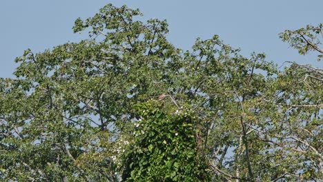 Seen-on-top-of-a-shorter-tree-in-the-middle-fighting-the-wind,-Rufous-winged-Buzzard-Butastur-liventer,-Thailand