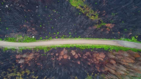 Bird's-Eye-View-Of-A-Burnt-Forest-In-A-Rural-Road