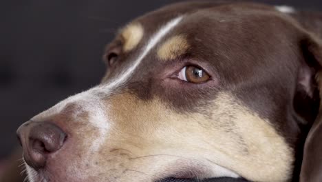 Nahaufnahme-Der-Traurigen-Augen-Eines-Hundes,-Wenn-Er-Allein-Zu-Hause-Ist
