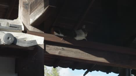 Eine-Katze-Findet-Im-Schatten-Eines-Japanischen-Tempels-Erholung-Von-Der-Hitze---Aufnahme-Aus-Niedriger-Perspektive