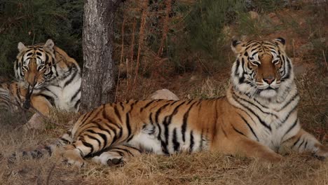 Bengalische-Tiger-Legen-Sich-Hin-Und-Entspannen-Gemeinsam
