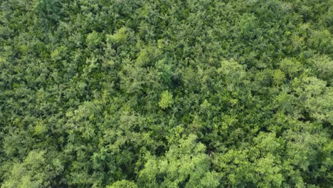 Ariel-view-shot-of-Sundarban,-which-is-one-of-the-biggest-tiger-reserve-forest-in-Asia