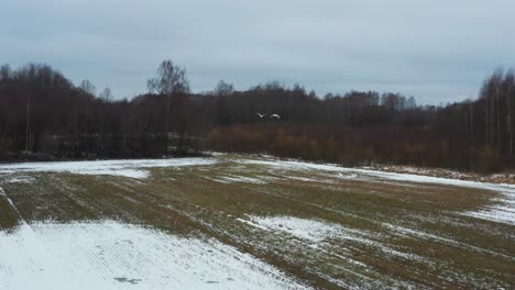 Schwanenpaar-Fliegt-über-Feld-Mit-Dünner-Schneedecke-In-Richtung-Kahler-Wald