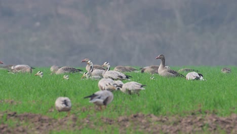 The-Flock-Greylag-goose-feeding-Mud-in-Wheat-Fields