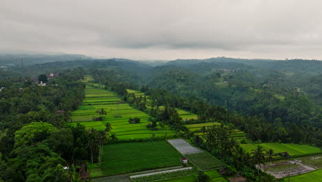 Drone-flying-over-rice-fields-surrounded-by-tropical-jungle-on-cloudy-day,-Indonesia