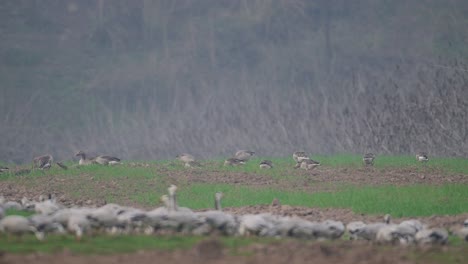 Bandada-De-Gansos-Grises-Alimentándose-En-Campos-De-Trigo