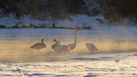 Whooper-Swans-viewed-through-steam-from-river-evaporating-in-cold-Norway-evening