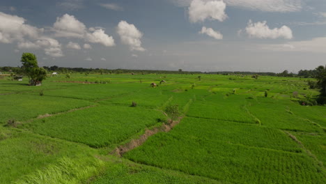 Campos-Cultivados-De-Arroz-Verde-En-Un-Día-Ventoso