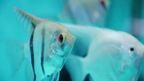 Seitliche-Nahaufnahme-Eines-Süßwasser-Kaiserfisches-Im-Türkisfarbenen-Aquarienwasser