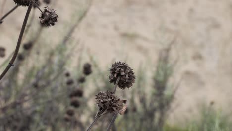 Cerca-De-Una-Planta-De-Flores-Secas-En-El-Desierto-Alto-Del-Sur-De-California,-Cerca-Del-Lago-Elsinore-Y-La-Autopista-Ortega-Con-Fondo-Bokeh.