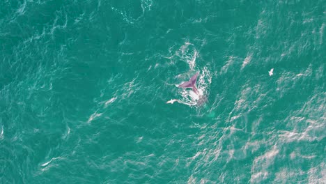 A-lone-whale-swimming-in-a-turquoise-sea,-sunlight-dappling-the-water,-aerial-view