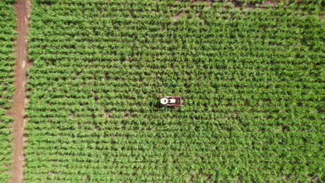 A-sugarcane-harvester-in-lush-fields,-under-the-bright,-clear-sky,-daytime,-farming-machinery,-aerial-view