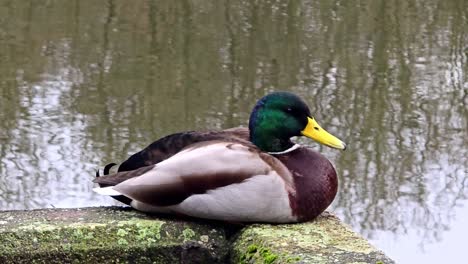 Portrait-of-a-mallard-duck