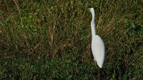 Seen-from-its-back-with-a-fish-trying-to-escape-and-swallows-it,-Intermediate-Egret-Ardea-intermedia,-Thailand