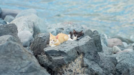 Two-stray-cats-lying-down-resting-on-rocks-at-the-seashore-while-looking-around,-static-handheld