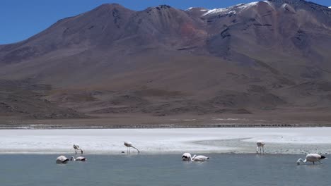 Flamingos-An-Der-Laguna-Colorada-Genießen-Die-Saubere-Luft-Des-Bolivianischen-Altiplano