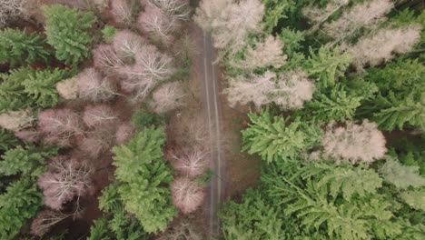 Draufsicht-Auf-Einen-Weg-Zwischen-Einem-Wald