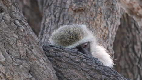 Mono-Verde-Joven-Descansando-Detrás-De-Grandes-Troncos-De-árboles-En-El-Sur-De-África