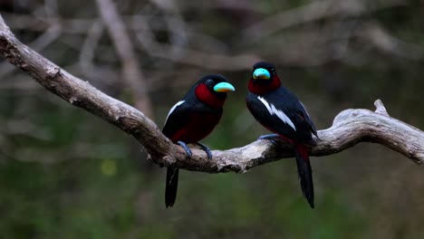 One-hops-around-to-face-each-other-then-they-look-towards-the-camera,-Black-and-red-Broadbill-Cymbirhynchus-macrorhynchos,-Thailand