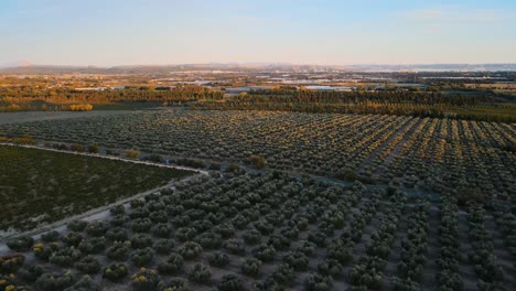 Golden-hour-light-on-olive-orchard-farm-in-French-countryside-of-Provence,-panoramic-aerial